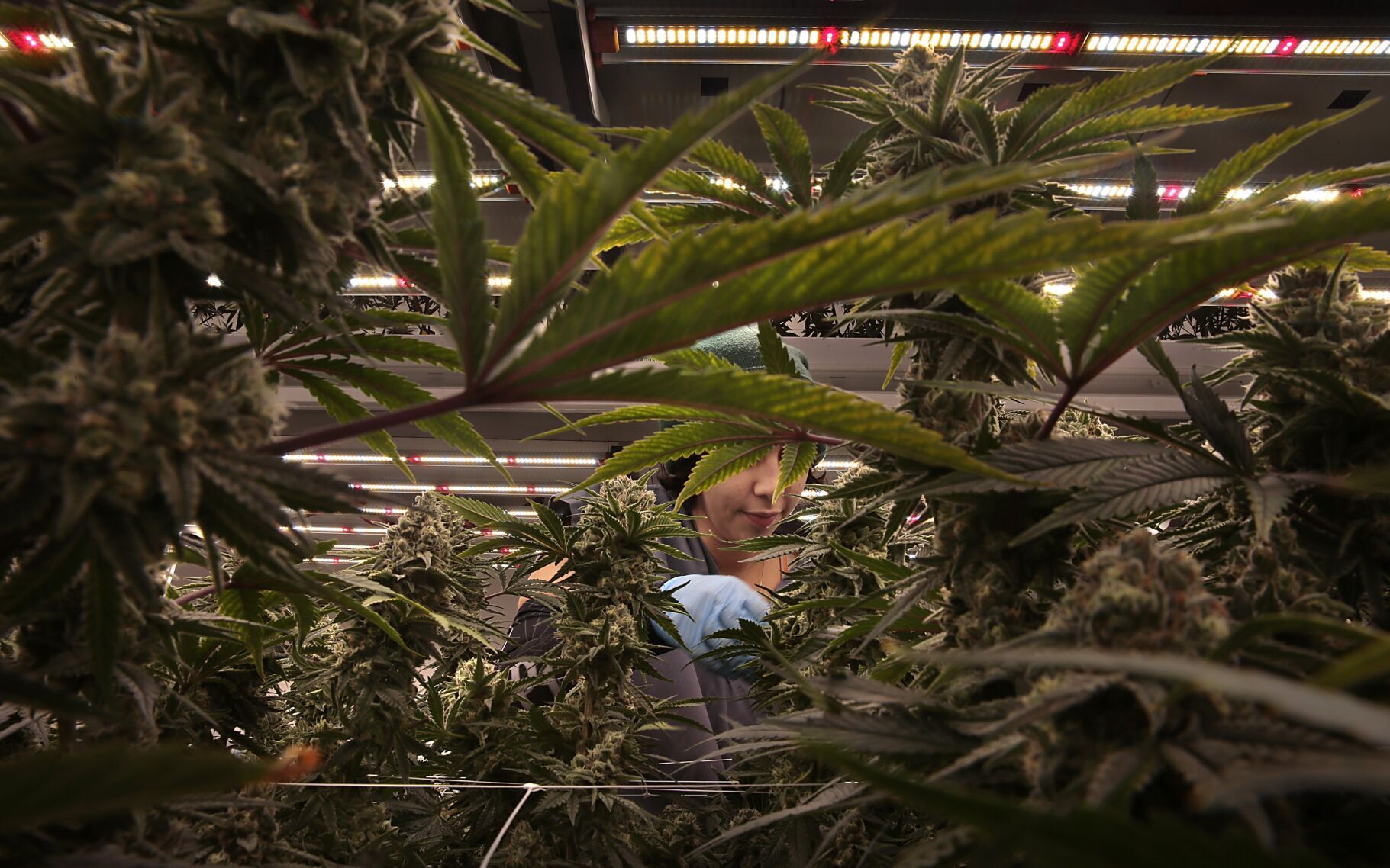 Booming Missouri cannabis industry looks to soar higher with amendment passage